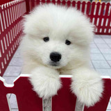 Samoyedo Cachorros