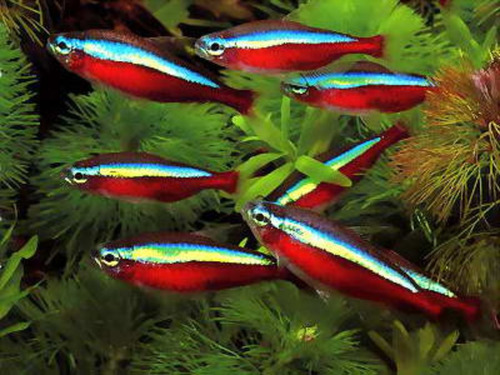 10 Peces Tetra Neon Cardenal Acuario Tropical Polypterama