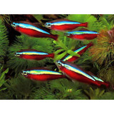 10 Peces Tetra Neon Cardenal Acuario Tropical Polypterama