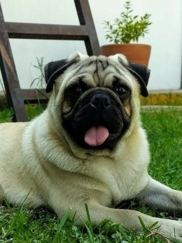 Semental Pug 