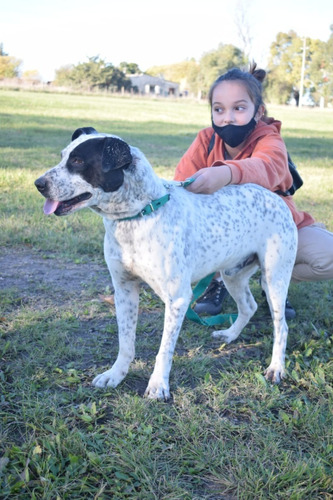 Perro Macho Joven Cachorro Adopcion (¡¡ El Rana !!)