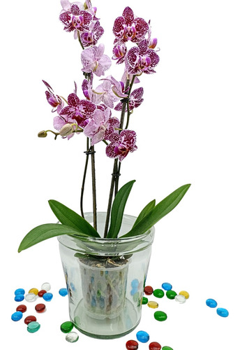 Maceta De Vidrio Soplado Para Orquídeas Con Hoyo