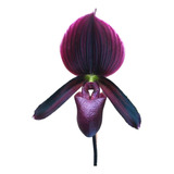 Orquídea Sapatinho - Paphiopedilum Maudiae Red Adulta