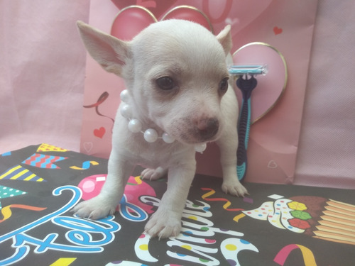 Cachorra Chihuahua Hembra Blanca Tacita Miniatura Bolsillo 