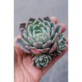 Echeveria Sitifukumiama Suculenta Colección N° 8