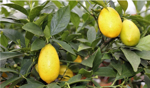 Árbol De Limón Tequilero, Más Semillas 