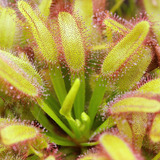 Drosera Capensis Broad Leaf T. Mediano - Plantas Carnívoras