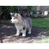 Alaska Malamute