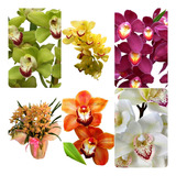 Kit 12 Mudas De Orquidea Cymbidium Lindas Pré Adultas