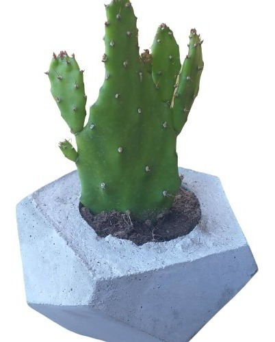 Maceta Centro De Mesa Souvenir Cactus Suculenta X 10