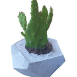 Maceta Centro De Mesa Souvenir Cactus Suculenta X 10