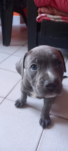 Pitbull Blue 