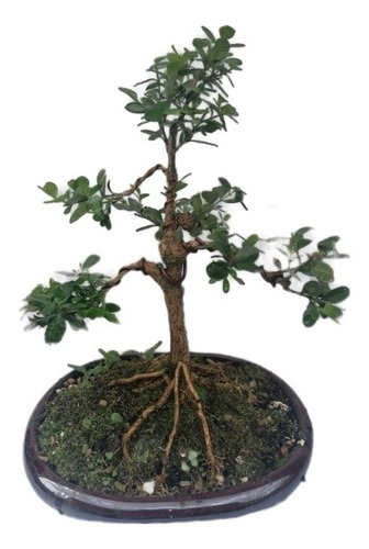 Bonsai Buxus En Estilo Moyogi, 10 Años 