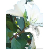 Muda Pata De Vaca ( Flores Branca) 1.5m De Altura.