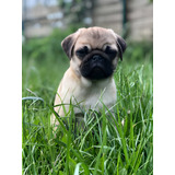 Pug Perros Doguillo Puppy Cachorros Bogota Medellin Cali