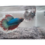 Betta 5 Casais ( Cores Sortidas)