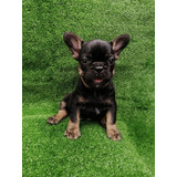 Cachorros Bulldog Francés Black And Tan Perros Disponibles!!