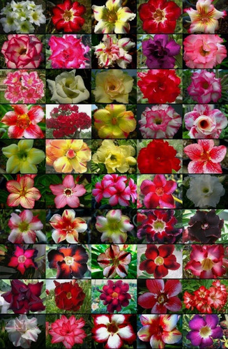 100 Semillas De Rosas Del Desierto 50 Colores Diferentes 