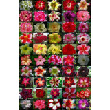 100 Semillas De Rosas Del Desierto 50 Colores Diferentes 