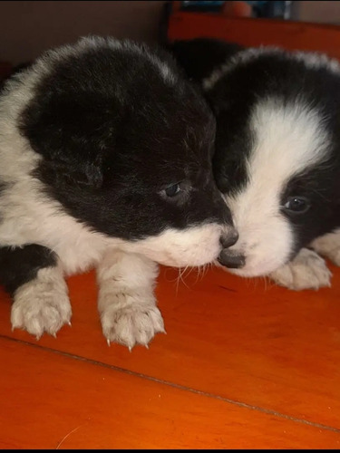 Cachorros Border Collies