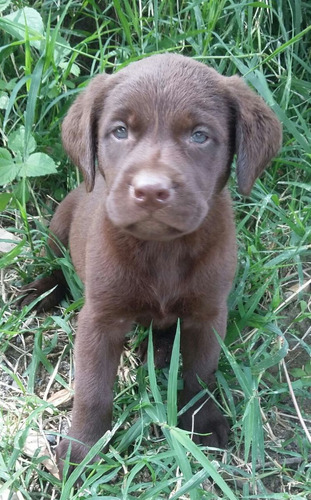 Criadero Imperial Pets Labrador Chocolate