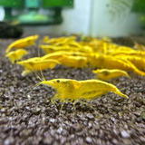 Neocaridina Yellow Neon Golden Back