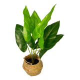 Planta Alocasia Artificial En Canasto 46 Cm