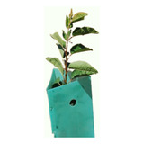 Pack 10 Protectores Árbol Anticonejo Mini Inv (45 X 8)