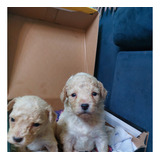 Poodle Maltes Hembritas Color Beage Entrega A Domicilio Stg