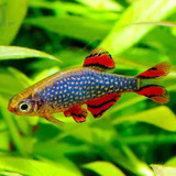 Peixe Rasbora Galaxy Pact Com 10 Unidades