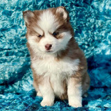 Cachorros Pomsky Bonitos