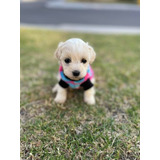 Bichon Maltes Toy Precio Especial