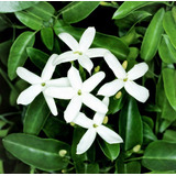 Jazmín De Las Azores, Jazmín Azórico - Jasminum Azoricum!!