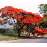 Sementes Flamboyant Vermelho Delonix Regia Bonsai P/ Mudas