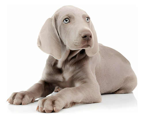 Perros Braco De Weimar Cachorros Weimaraner Medellin Bogota