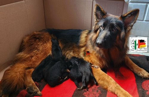 Cachorros Pastor Aleman Pelo Largo Rojo Fuego Máscara Negra