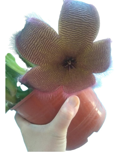 Stapelia Grandiflora Gigante. Centro/villa Mitre