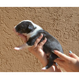 Cachorros Bull Terrier De Calidad A La Vista