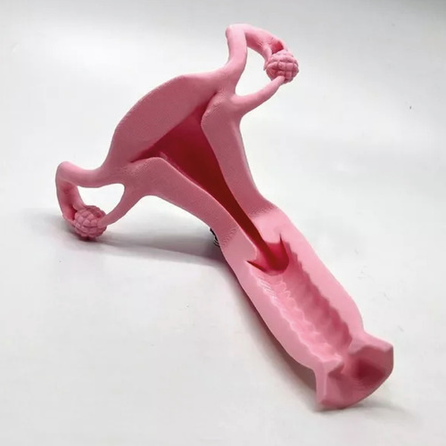 Aparato Reproductor Femenino - Impresión 3d - Anatomía