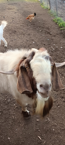 Chivo Cabra Boer Puro Adulto 