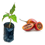 2 Mudas Tamarilho Roxo (tomate De Árvore) - Sem Agrotóxicos!