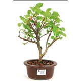 Bonsai De Amora 