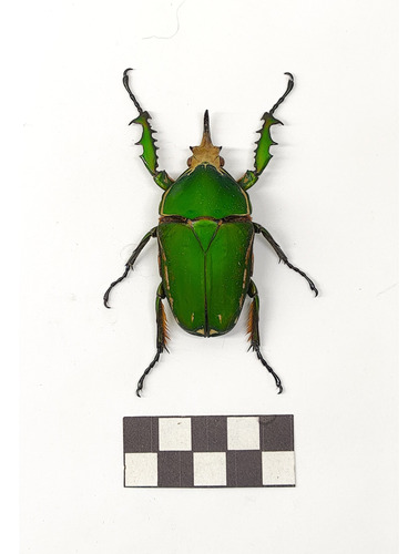 Entomología Insectos Disecados Escarabajos Especies Exóticas