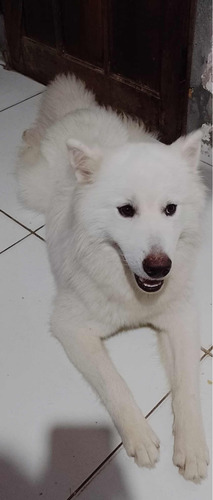 Cachorro Husky Siberiano Branco Macho