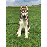 Husky Siberiano Con Pedigree Internacional