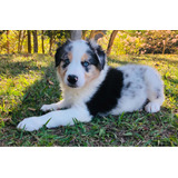 Border Collie Pedigree Cbkc, Vários Blue Merles