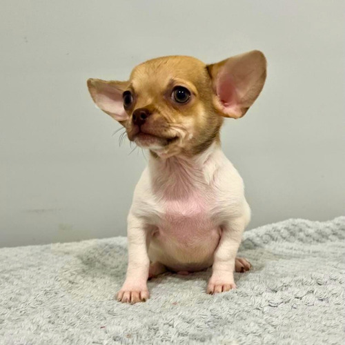 Chihuahua Mini Pelo Corto