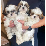 Cachorros Shih Tzu 