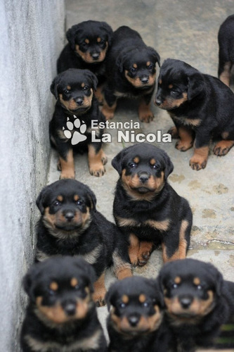 Cachorros Rottweiler 24