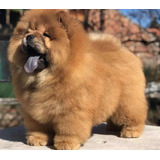 Cachorros Chow Chow